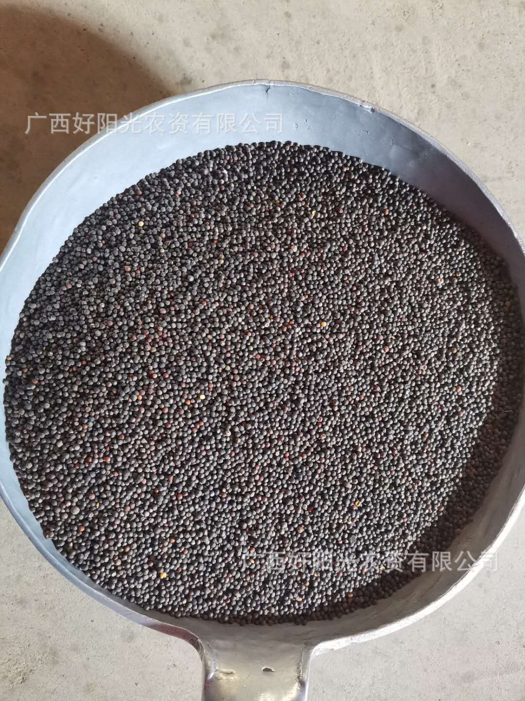 好阳光蔬菜种子白花芥兰粗条基地田园阳台盆栽1件1斤-阿里巴巴