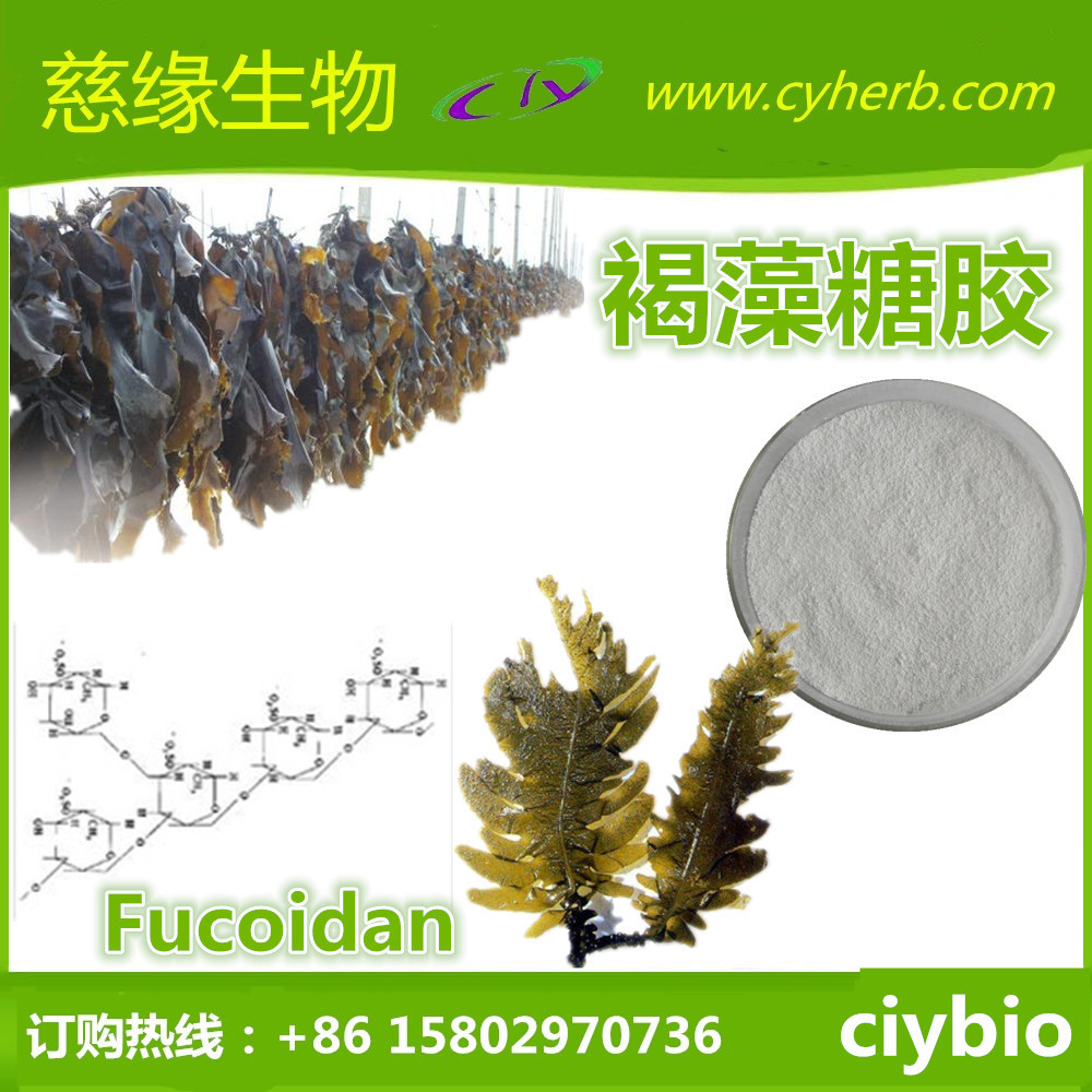 褐藻糖胶/岩藻多糖 fucoidan 30% 海带提取物
