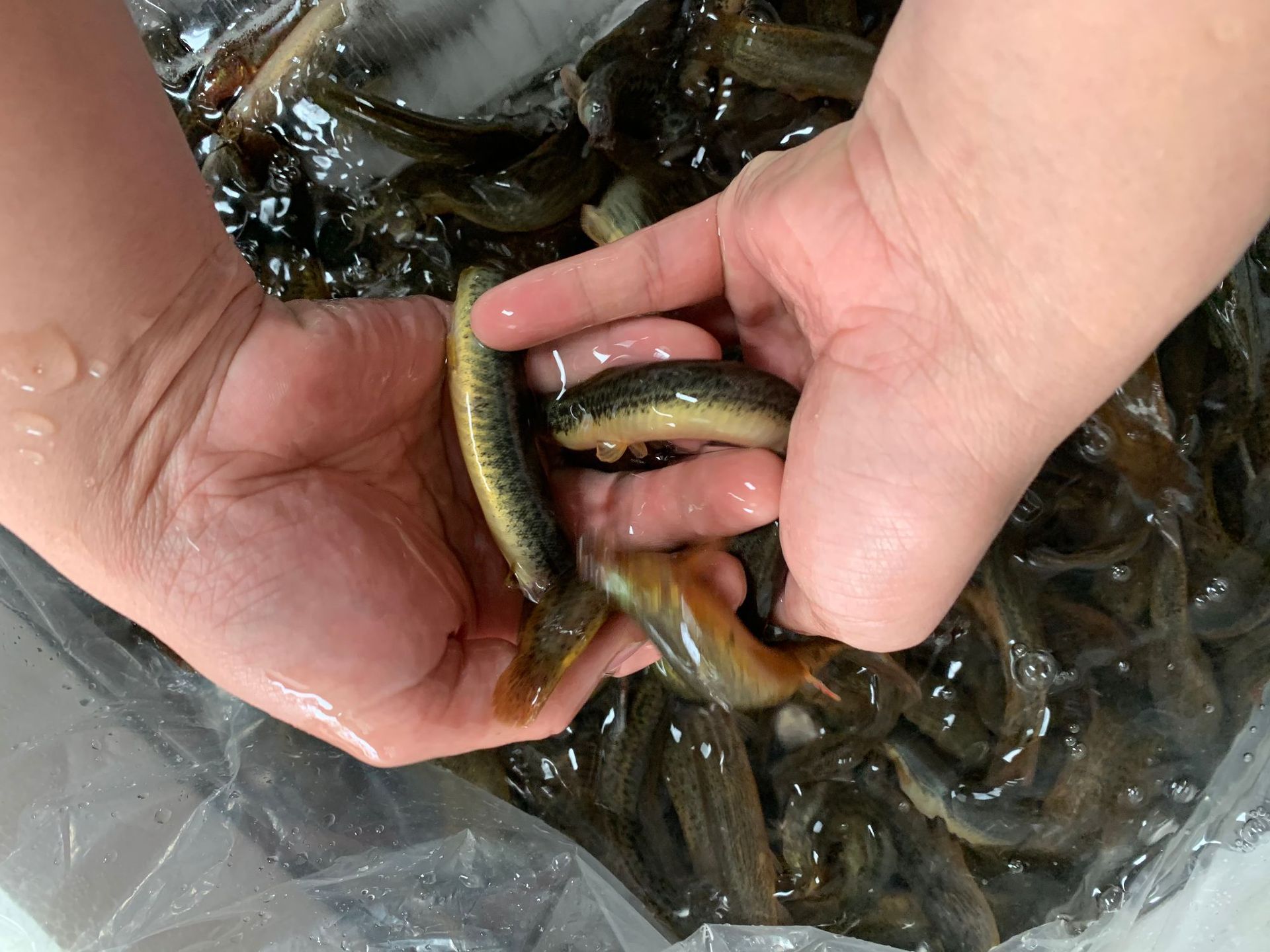 潜江生态土生泥鳅 鲜活青鳅黄鳅新鲜大泥鳅50斤起批全国 活体批发