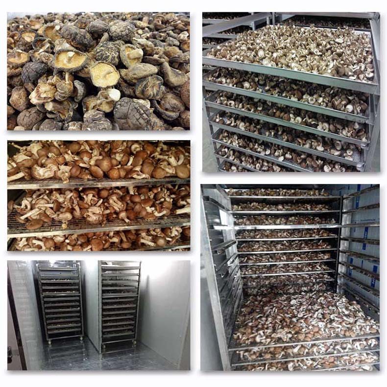 食用菌烘干机 香菇干燥房 茶树菇香菇烘干设备 厂家直供