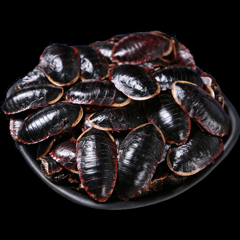 金边土鳖 中草药材批发 金边土元 干品 金土鳖虫 支持药检