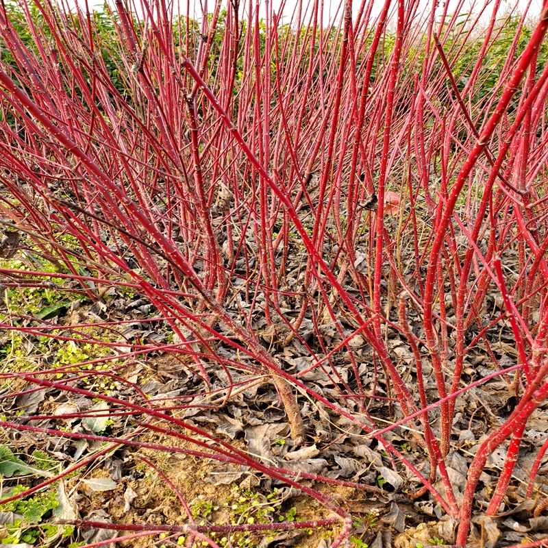 基地批发绿化 红瑞木 丛生红瑞木 规格齐全 园林绿化植物