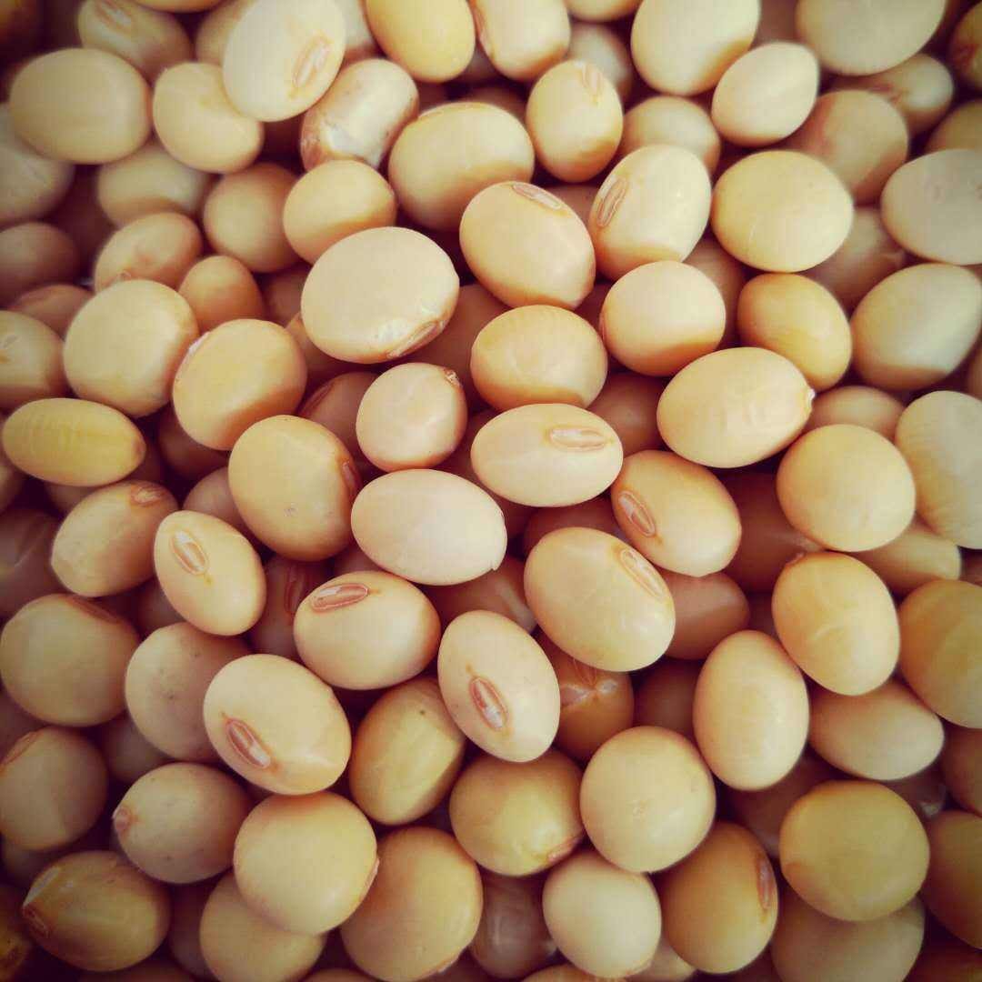 河南本地黄豆农家自种椭圆形老品种黄豆做豆腐豆浆 500g