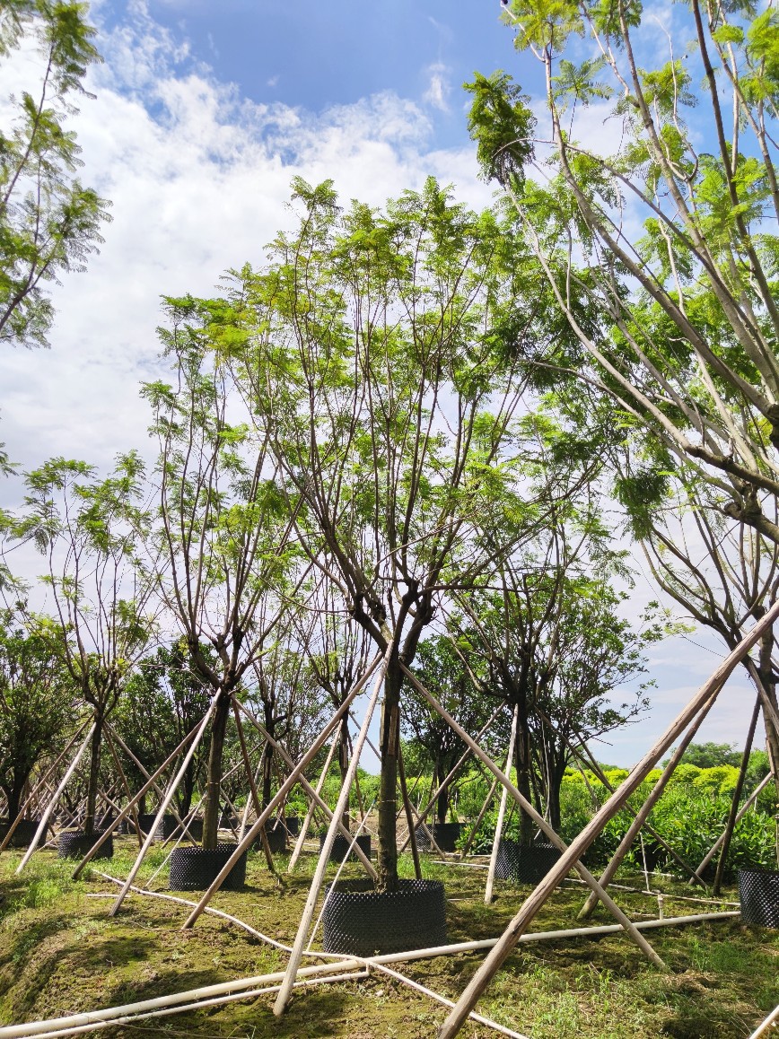 供应 全冠蓝花楹 18-22cm 假植苗 蓝雾树 紫蓝色花
