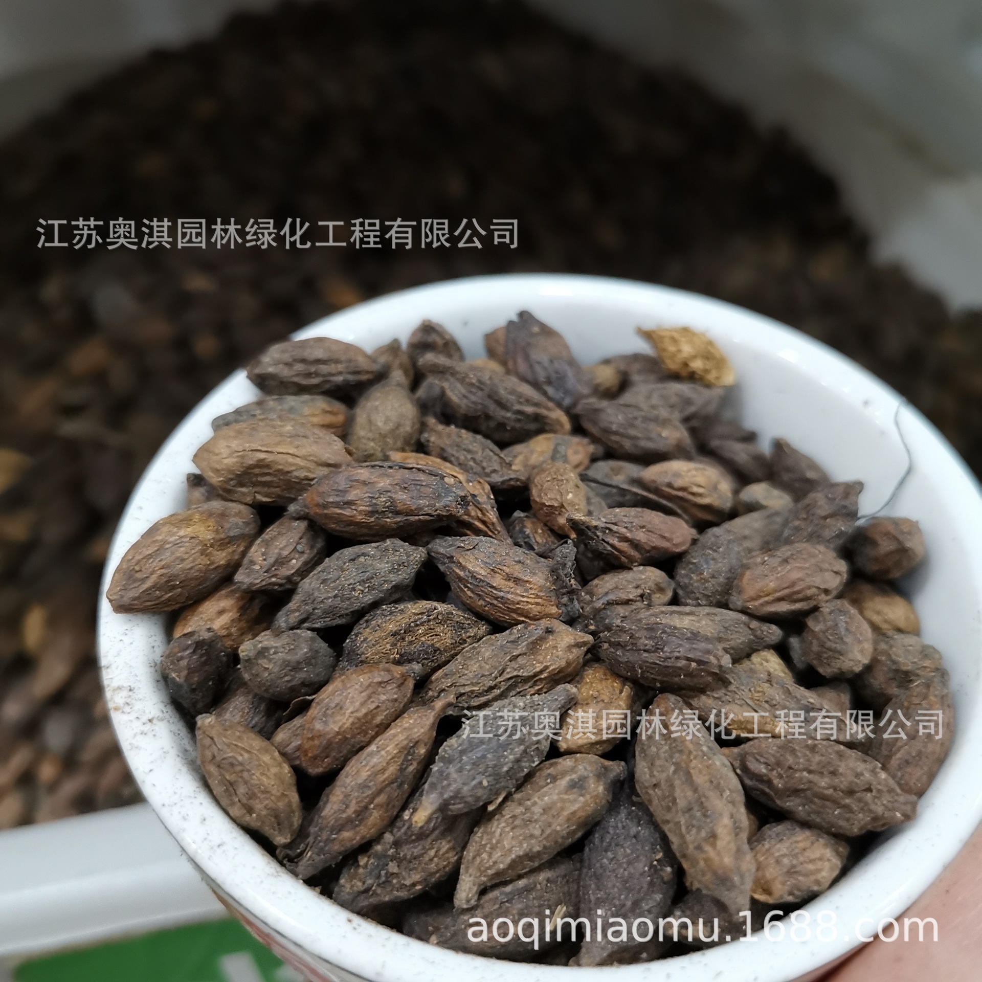 小叶榄仁种子细叶揽仁非洲榄仁法国枇杷雨伞树种子量大优货到付款