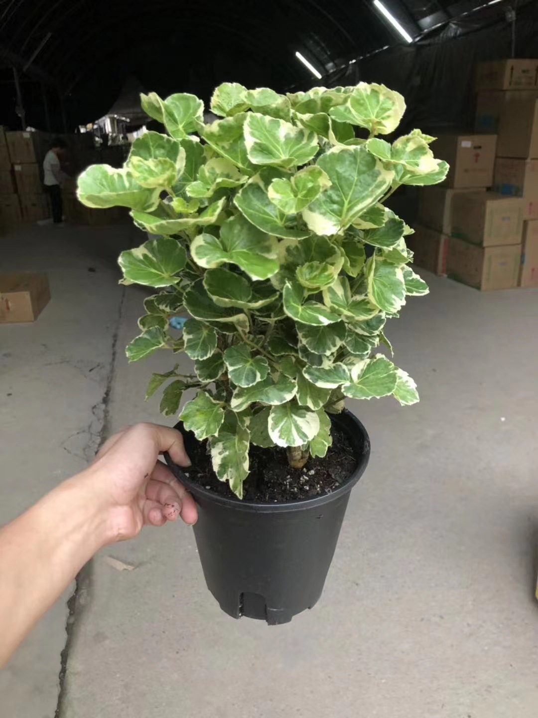 【基地直销】花叶福禄桐金钱兜客厅镇宅风水净化空气花卉绿植