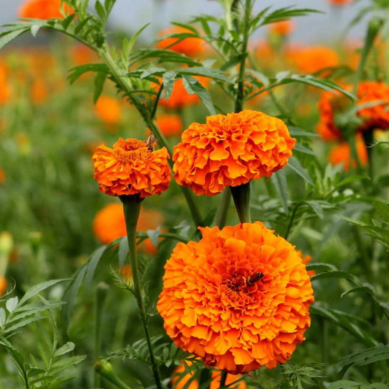 云南万寿菊批发万寿菊小杯苗基地直供颜色鲜艳品种多昆明万寿菊