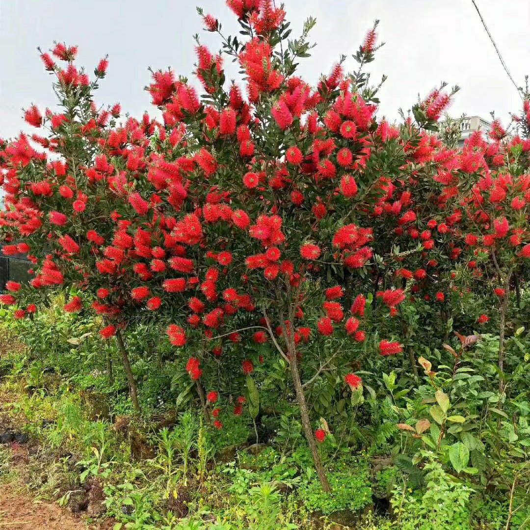 203批发供应硬枝红千层美花红千层小苗袋苗当年开花花期长