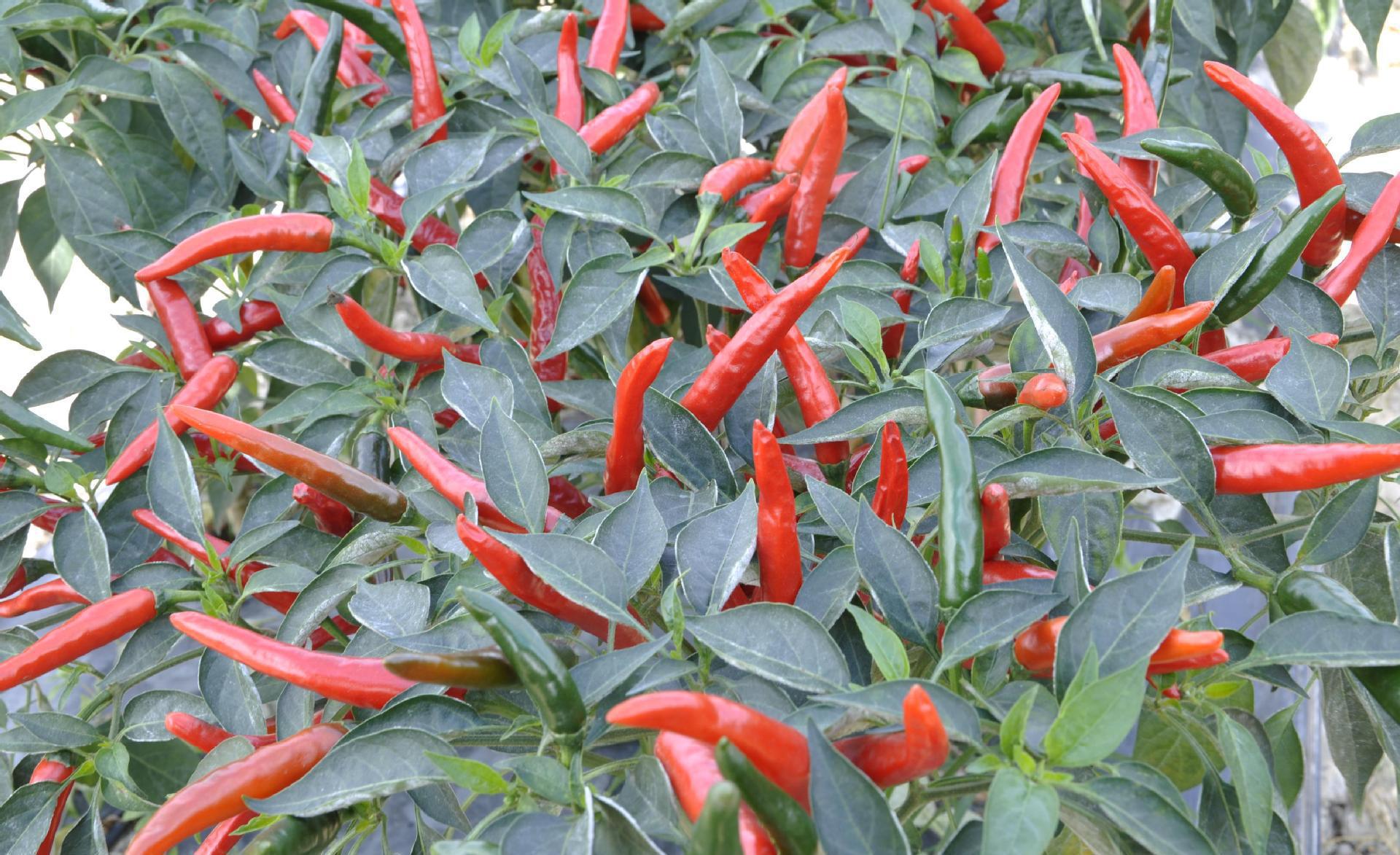 赤焰朝天椒种子 香辣型 单生抗病耐运输可做干椒 高产红辣椒种子