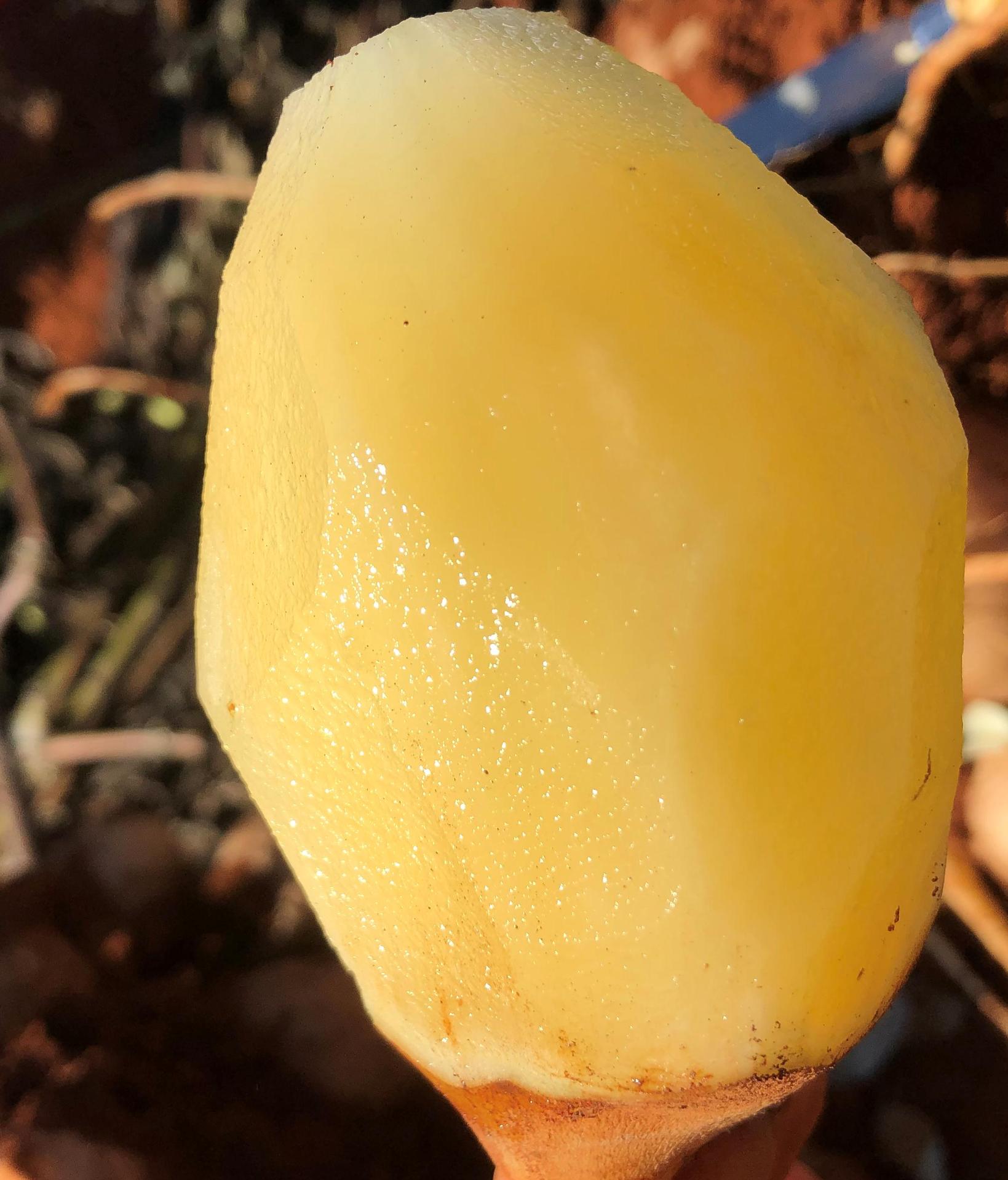 产地批发云南特产雪莲果8斤高原黄泥新鲜水果长果一件代发