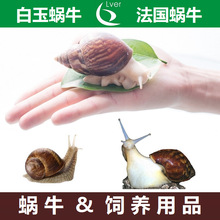 白玉蜗牛法国蜗牛活物宠物蜗牛活体学生科学实验教学观赏饲养套餐