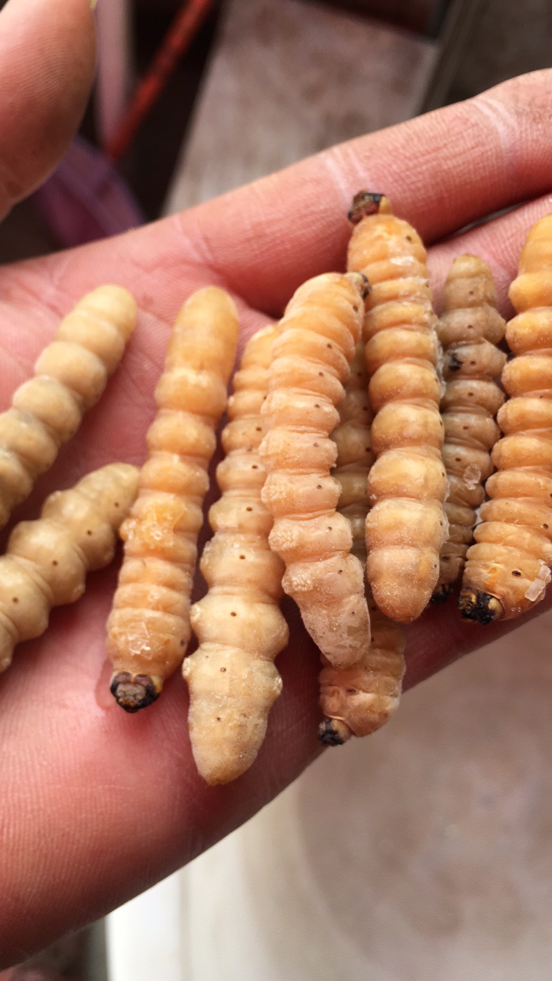 美味冰冻柴虫 木虫 木花 云南特产食用昆虫 烧烤摊美食