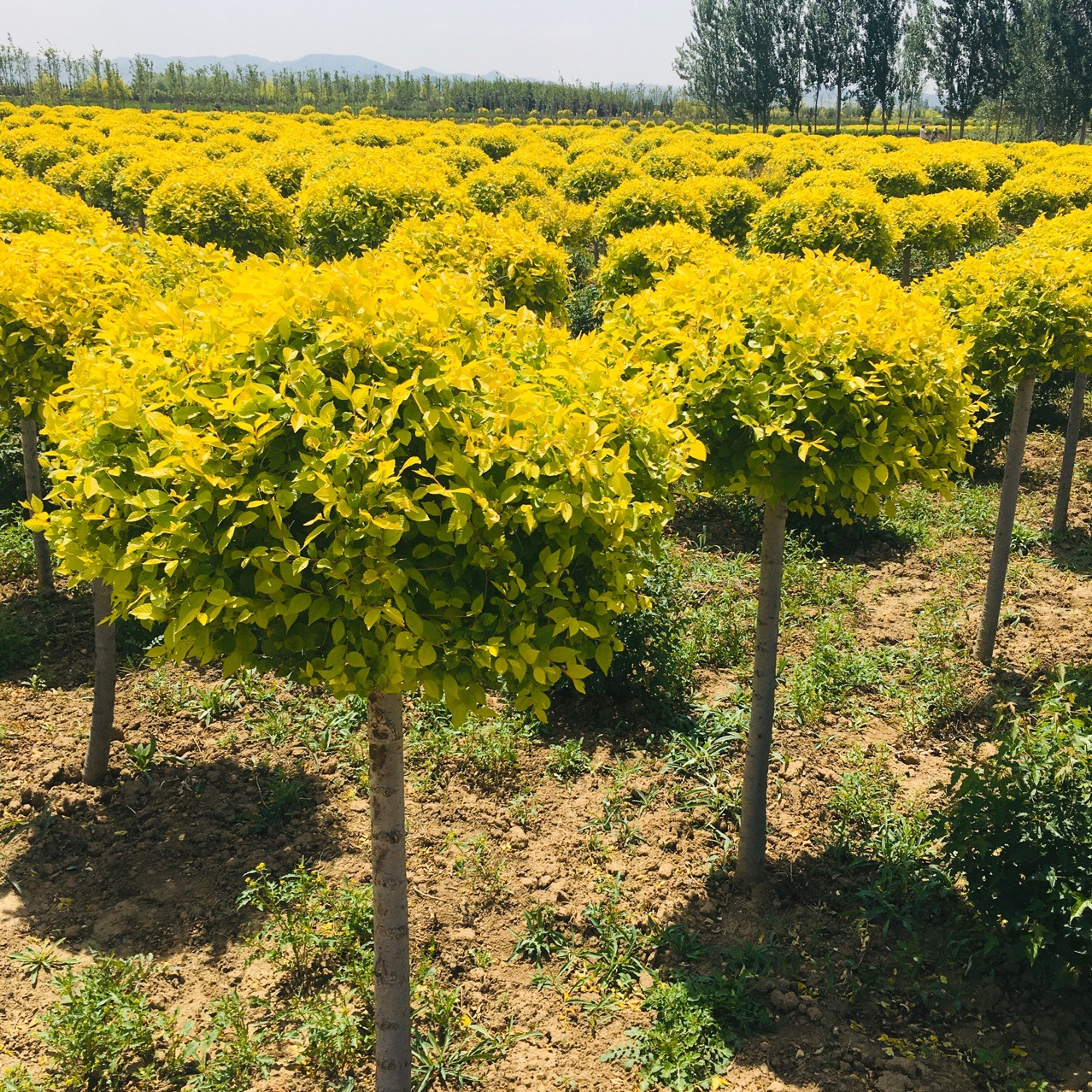 东北金叶榆 金叶榆绿篱球 地接金叶榆 色块设计