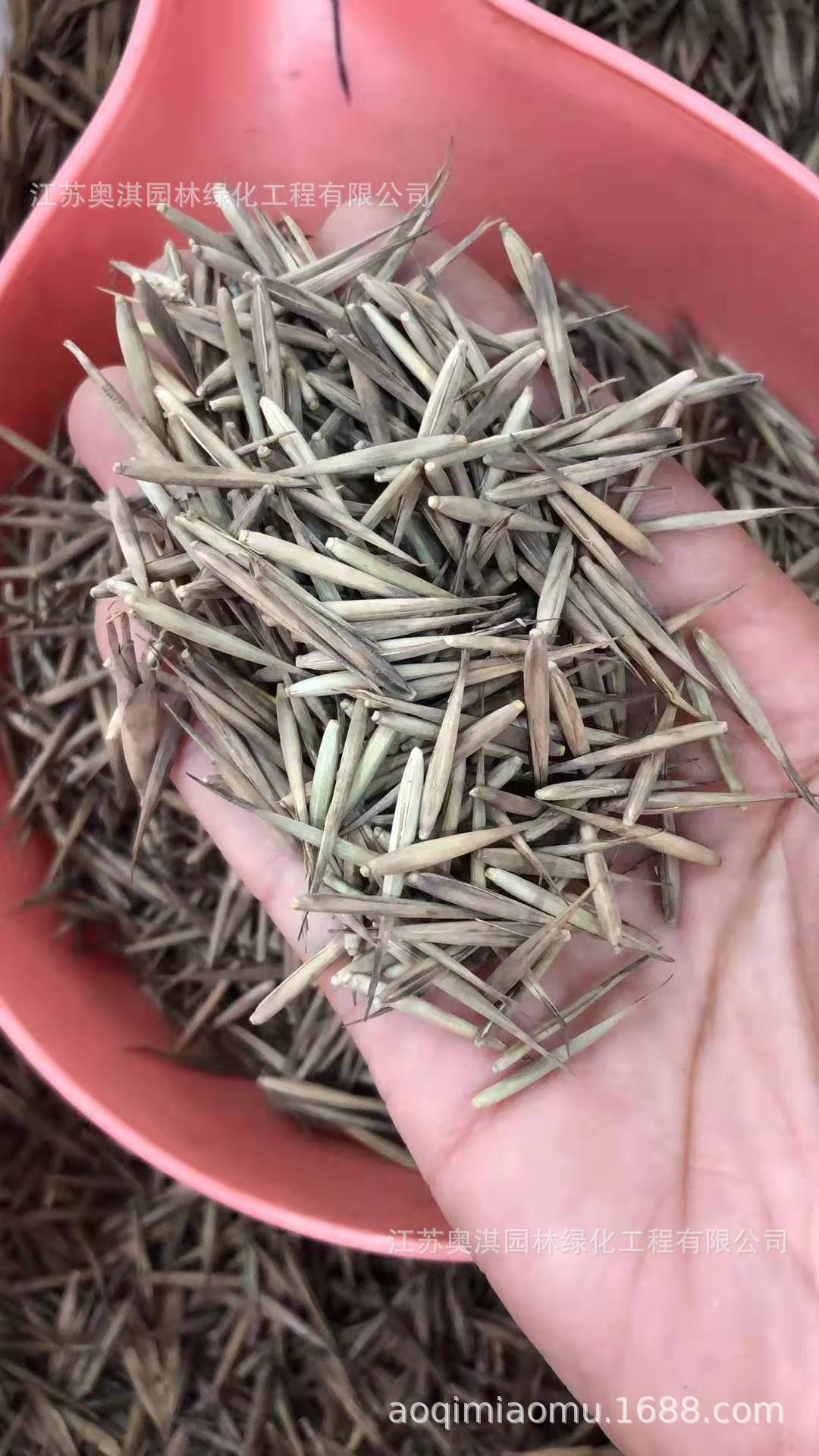 竹类植物种子毛竹种子青竹刚竹雷竹黄竹紫竹早园竹品种竹系列种子