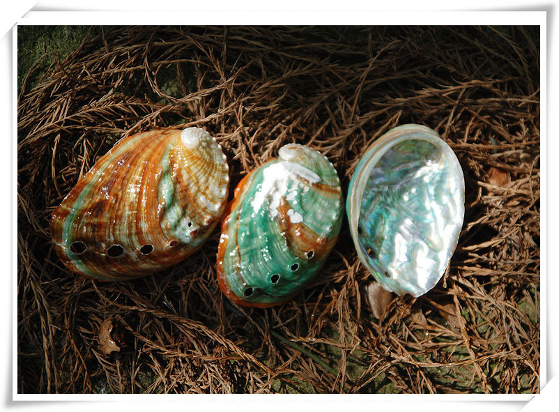 皱纹盘鲍 鲍鱼贝天然海螺贝壳鱼缸造景厂家直销批发diy手工材料画