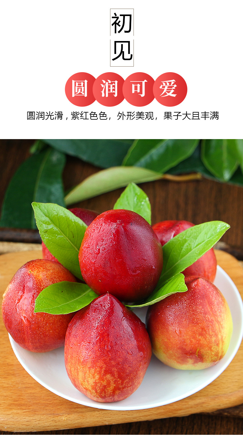 大连黄心油桃 3/5斤桃子新鲜脆甜黄肉蜜桃