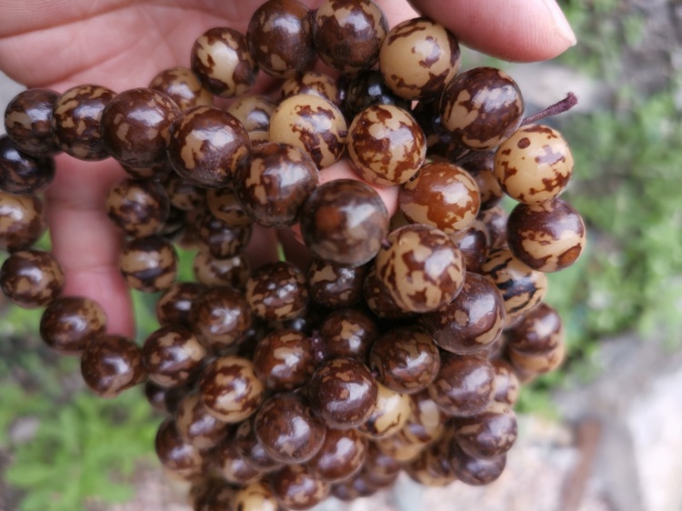 花根虎斑纹菩提籽菩提根手串景区地摊网络直播情侣手链夜市赠品