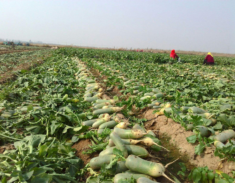 潍坊水果秋季四季山东农家白蔬菜天津沙窝籽潍县青萝卜种子甜种孑
