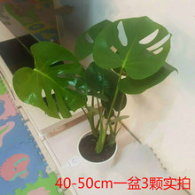 批发室内植物花卉观叶龟背竹水培养殖客厅绿植大小苗现代简约老桩