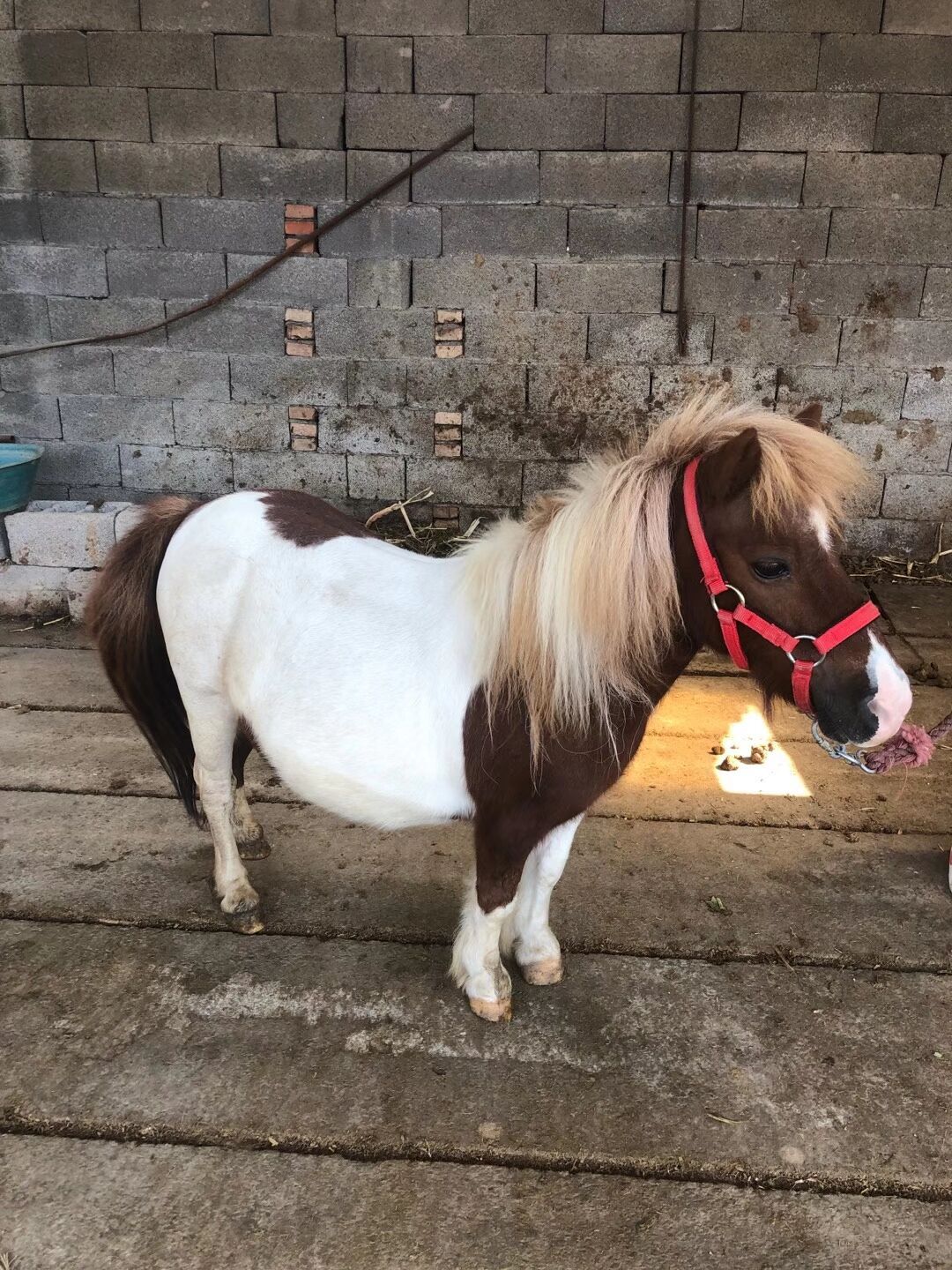 活马小型体观赏宠物矮马多少钱一匹 景区观赏骑乘德宝