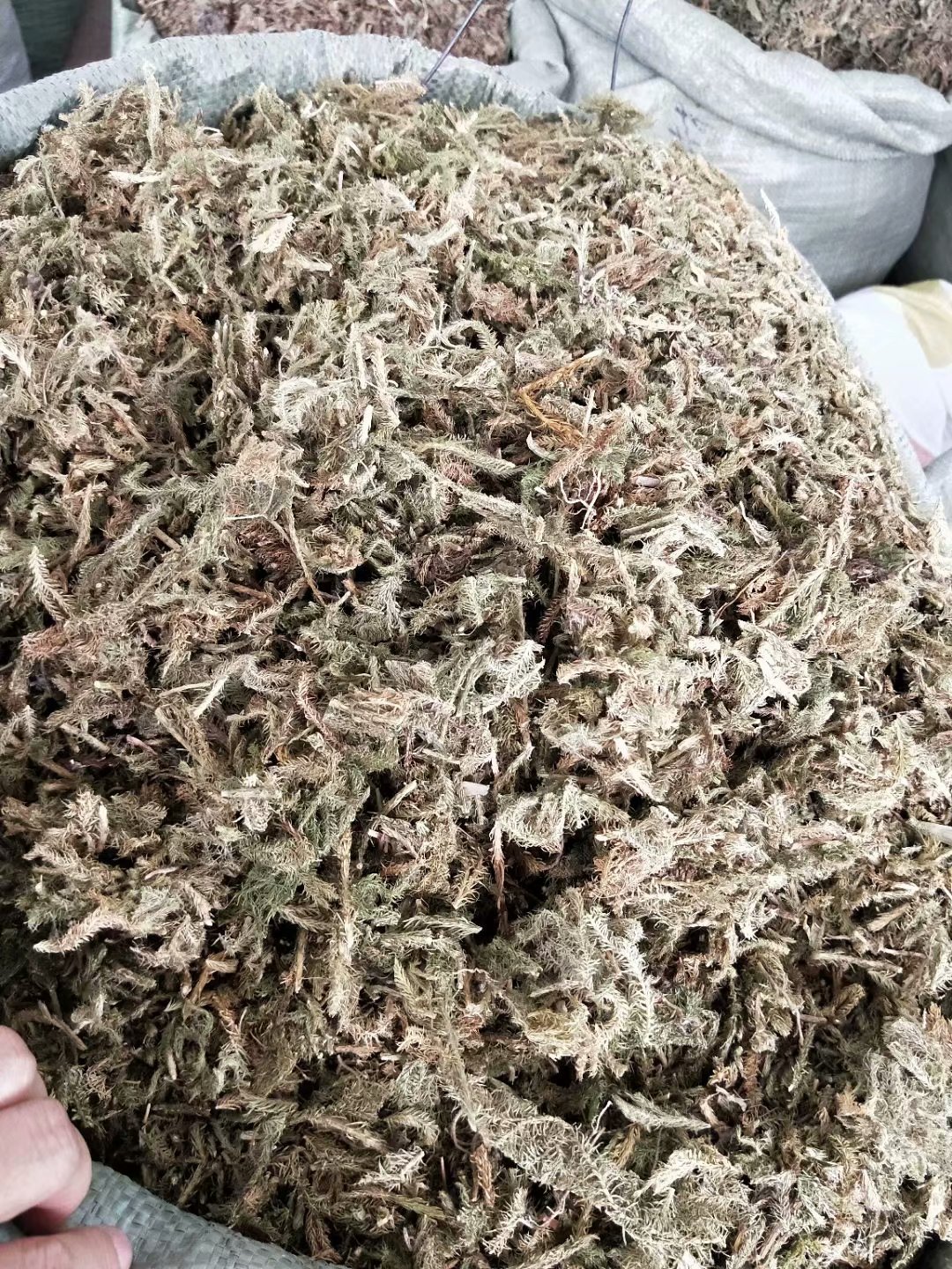 中药材伸筋草 舒筋草 每件500克