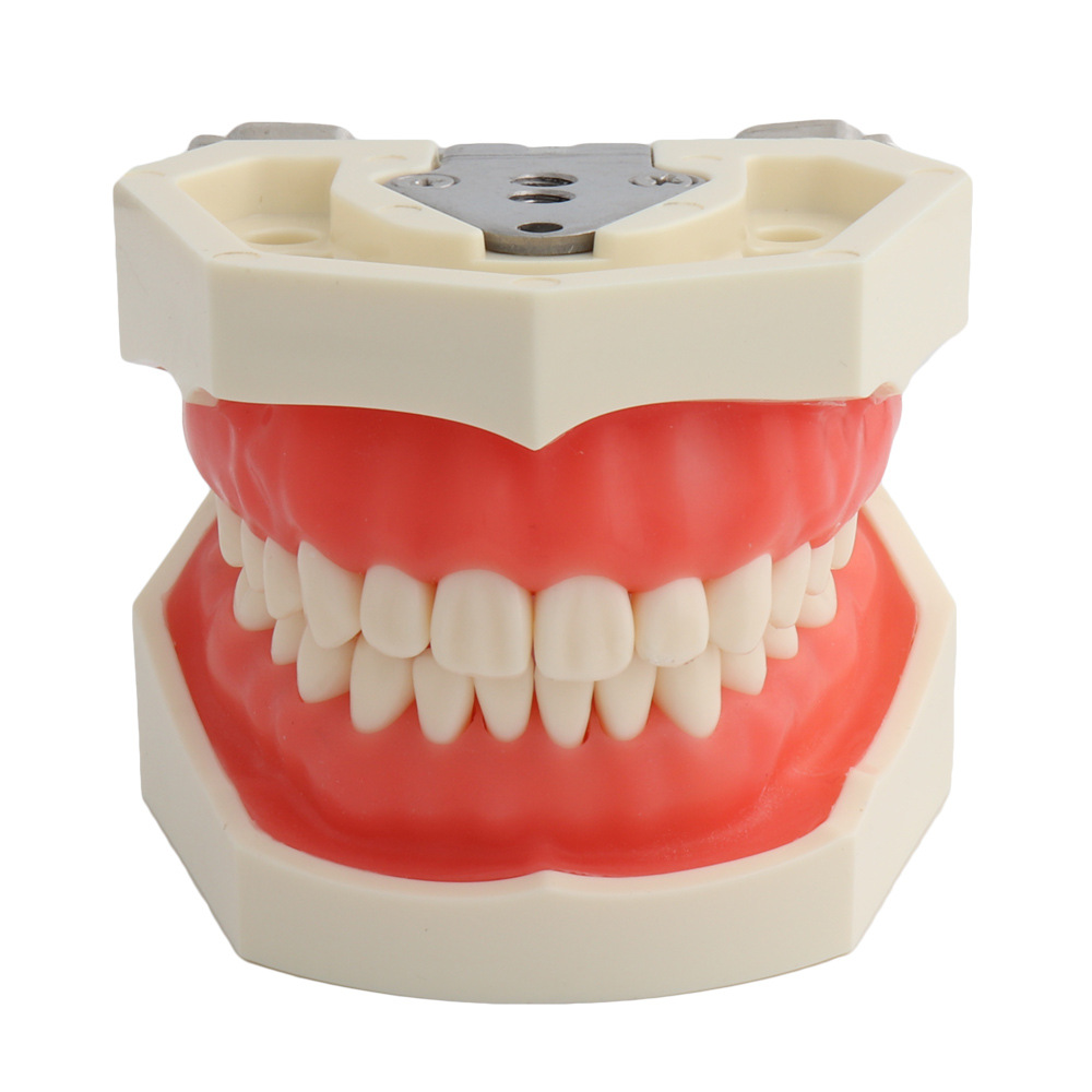标准牙齿模型图片侧面图片