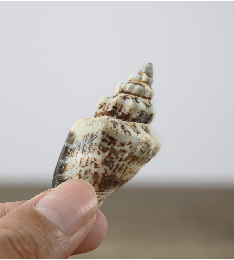 厂家直批天然海螺贝壳黑口螺鱼缸材料工艺装饰品大量批发一斤装
