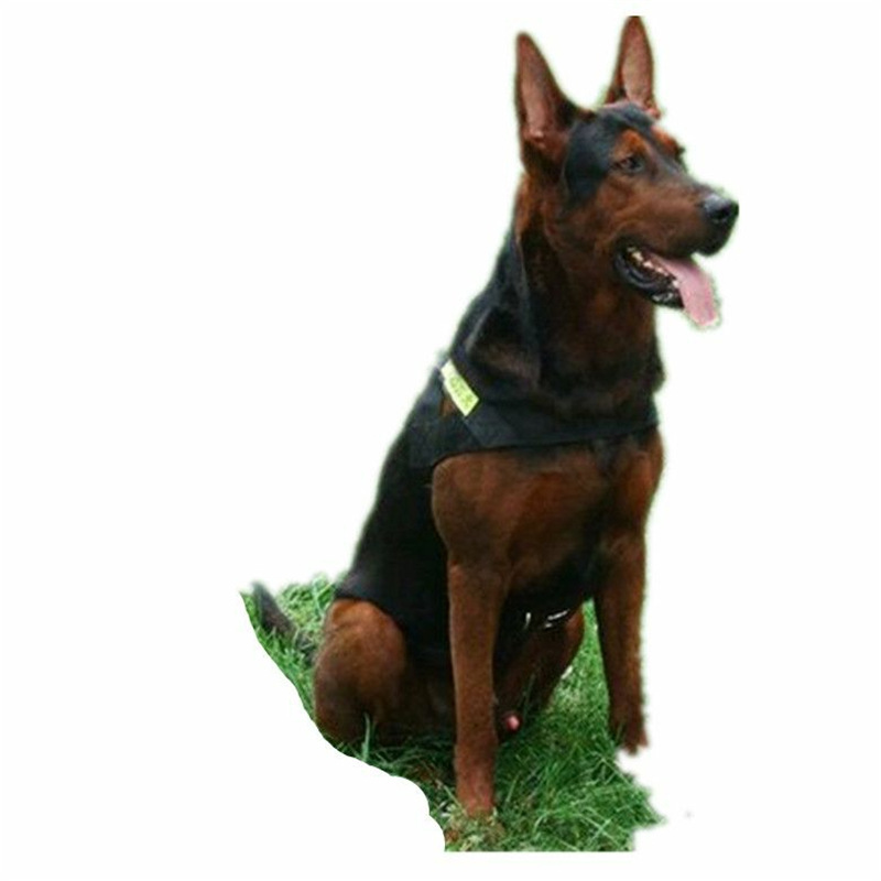 出售虎头版莱州红犬纯种苏联红活体幼犬一手货源全国发货健康包邮