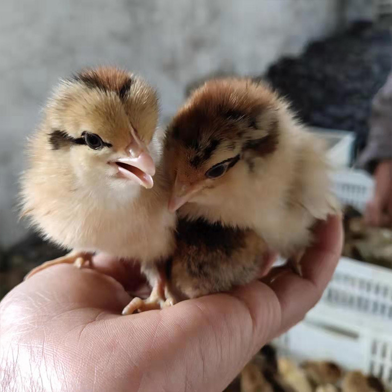 优质红毛土鸡苗批发 黄花土公鸡苗 细脚土鸡苗直销笨鸡苗量大包邮