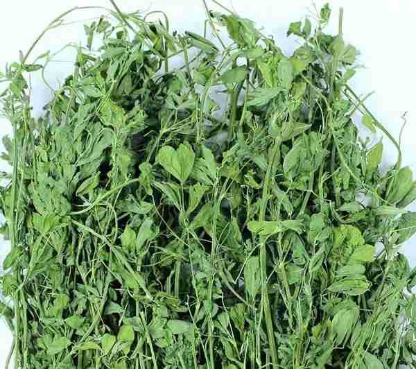 苜蓿草紫花苜蓿草饲料幼兔兔子草龙猫荷兰猪牧草兔粮苜宿草牧草
