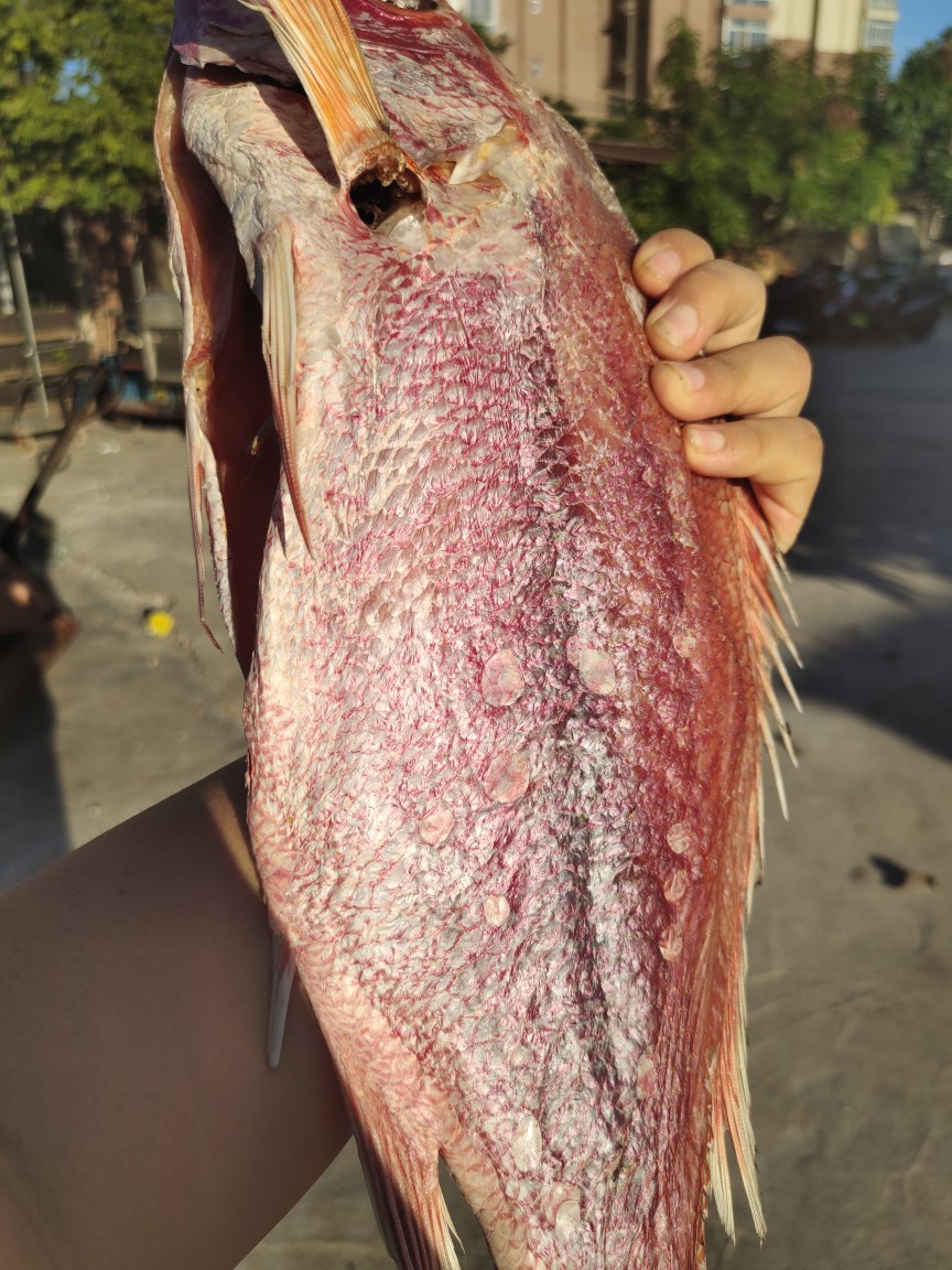 批发北海红鱼干度足漂亮2斤左右/条带头去肚红鱼干货 按条卖