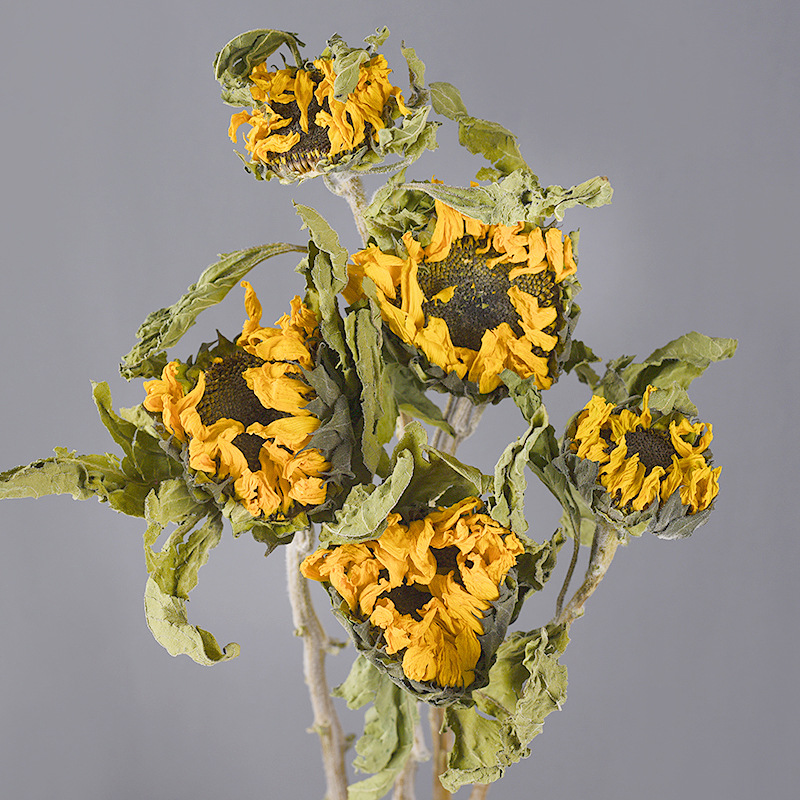 云南厂家直供干花向日葵干花真花向阳花复古文艺风瓶插花拍摄道具