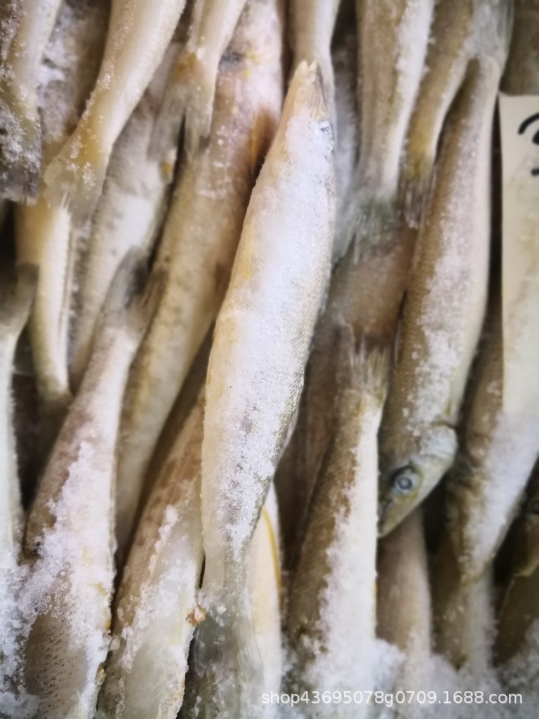 沙丁鱼沙尖鱼 梭子鱼 海梭鱼 冷冻海鱼海鲜水产30-40 20斤/件