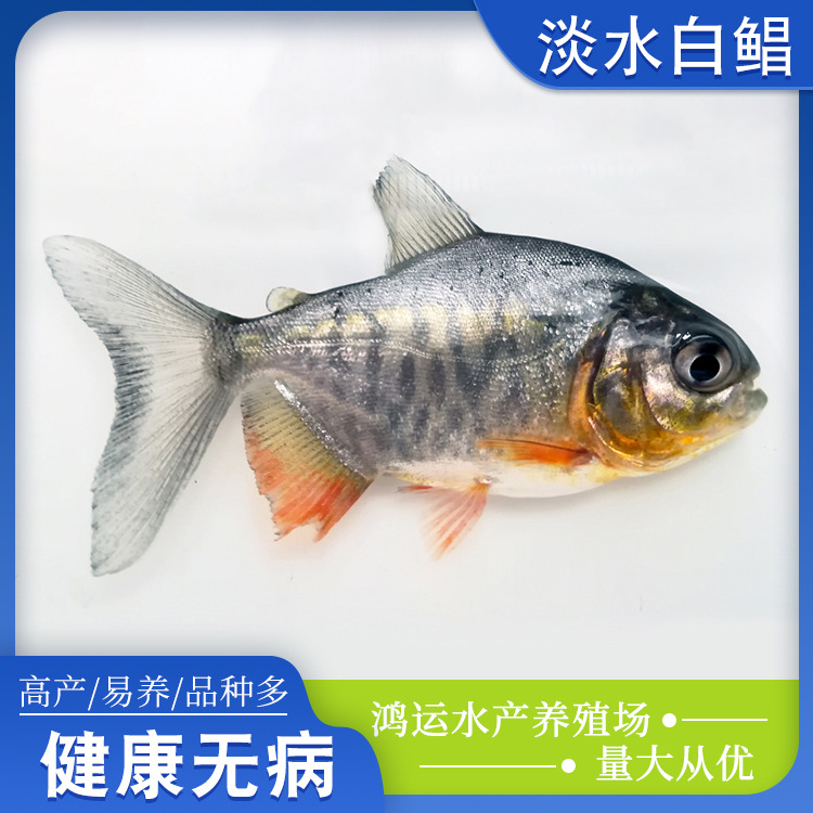 淡水白鲳鱼