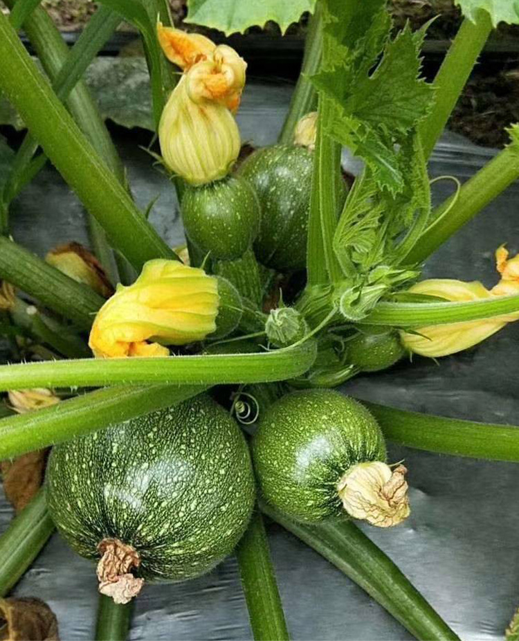 特色观赏基地大田香蕉西葫芦种子黄皮圆西葫芦种籽四季播蔬菜种孑