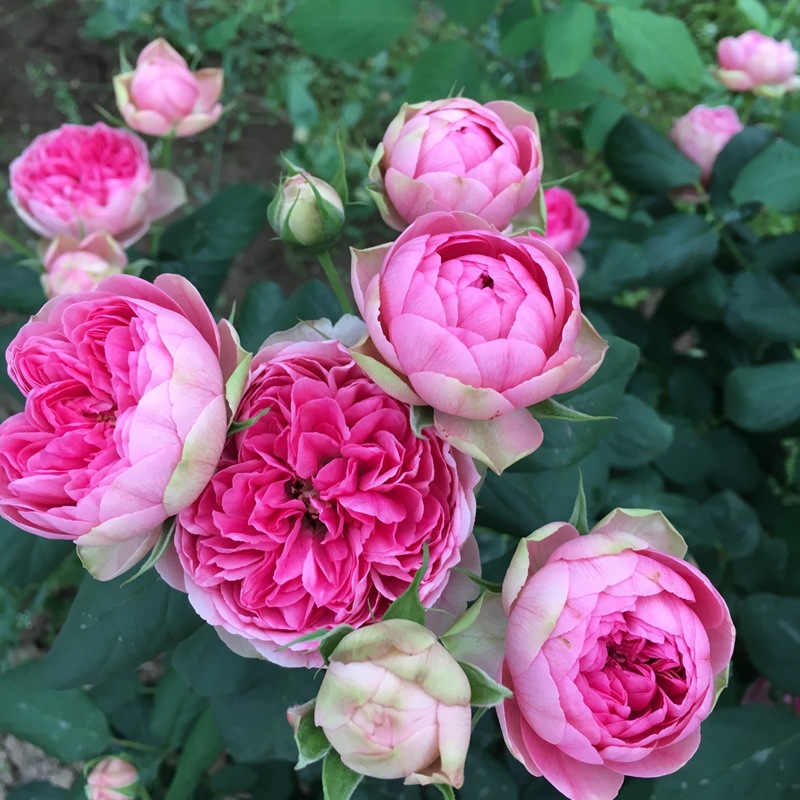 硕景月季【莲花宝石/枫叶玫瑰】新品日月扦插苗阳台盆栽四季开花