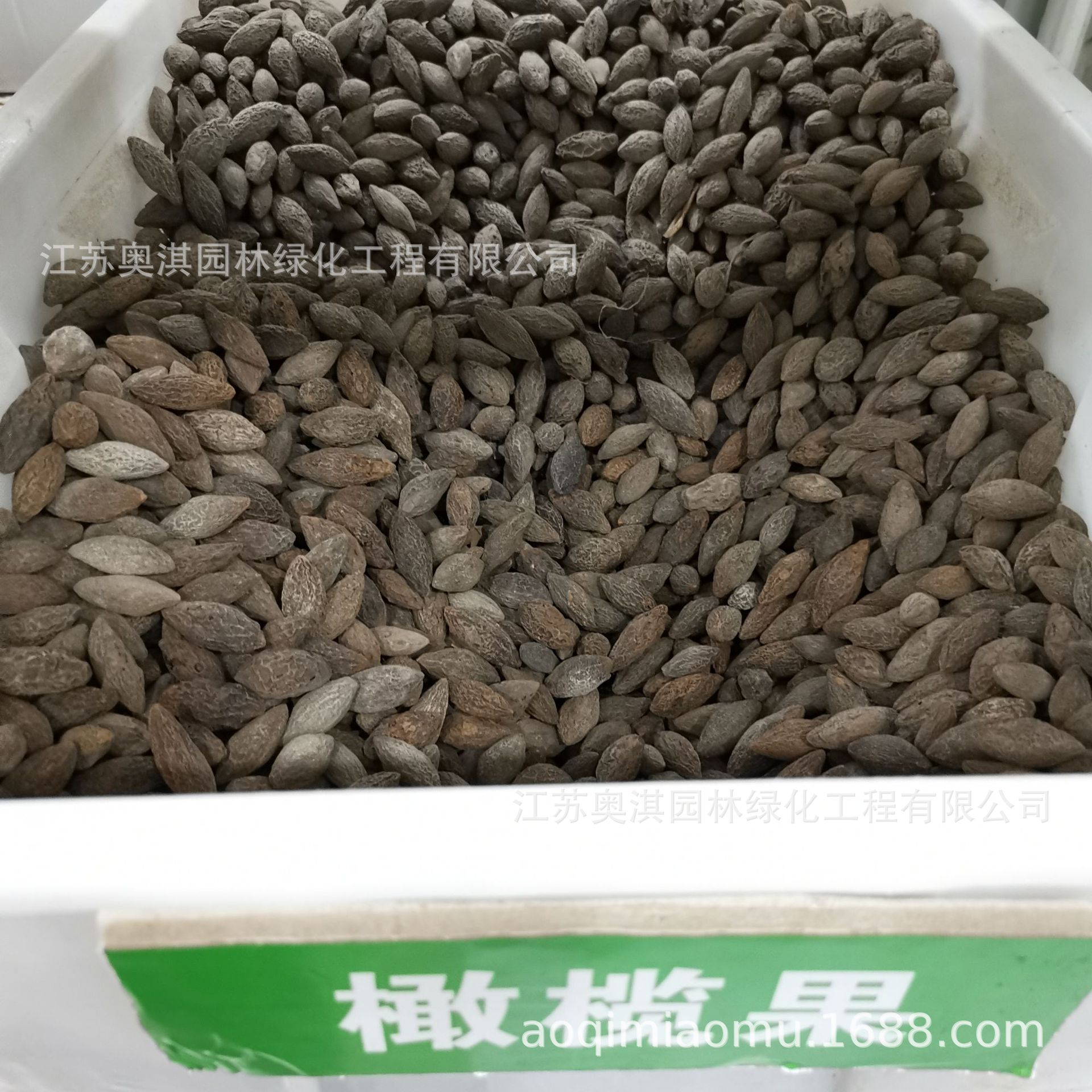 橄榄种子 油橄榄种子 齐墩果橄榄果谏果青果种子量大优惠货到付款