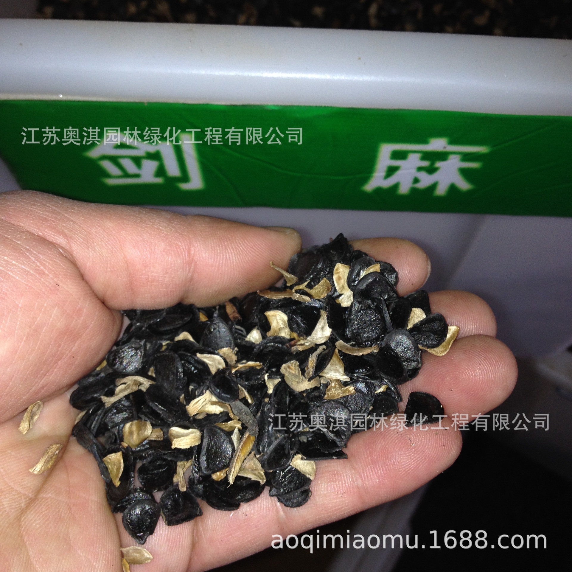 丝兰种子 剑麻种子 凤尾兰种子 菠萝花种子 凤尾丝兰 千手兰