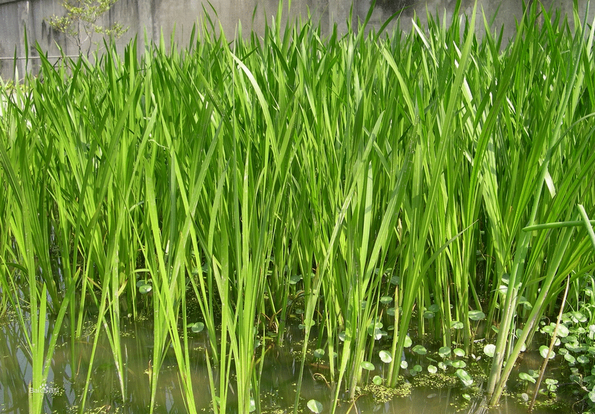 销售:水菖蒲 又叫臭菖蒲
