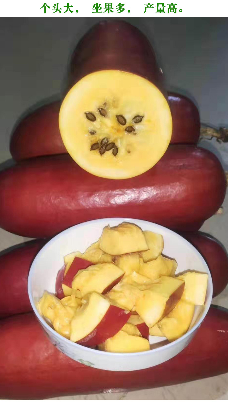 南美火腿甜瓜种籽香甜水果春季夏四季高产香如蜜香瓜甜瓜种子