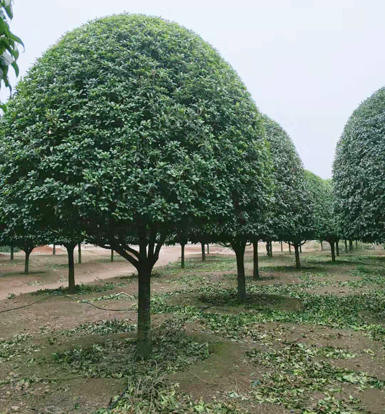 苗圃基地直供四季桂花树 大桂花球 丛生桂花树 圆林绿化