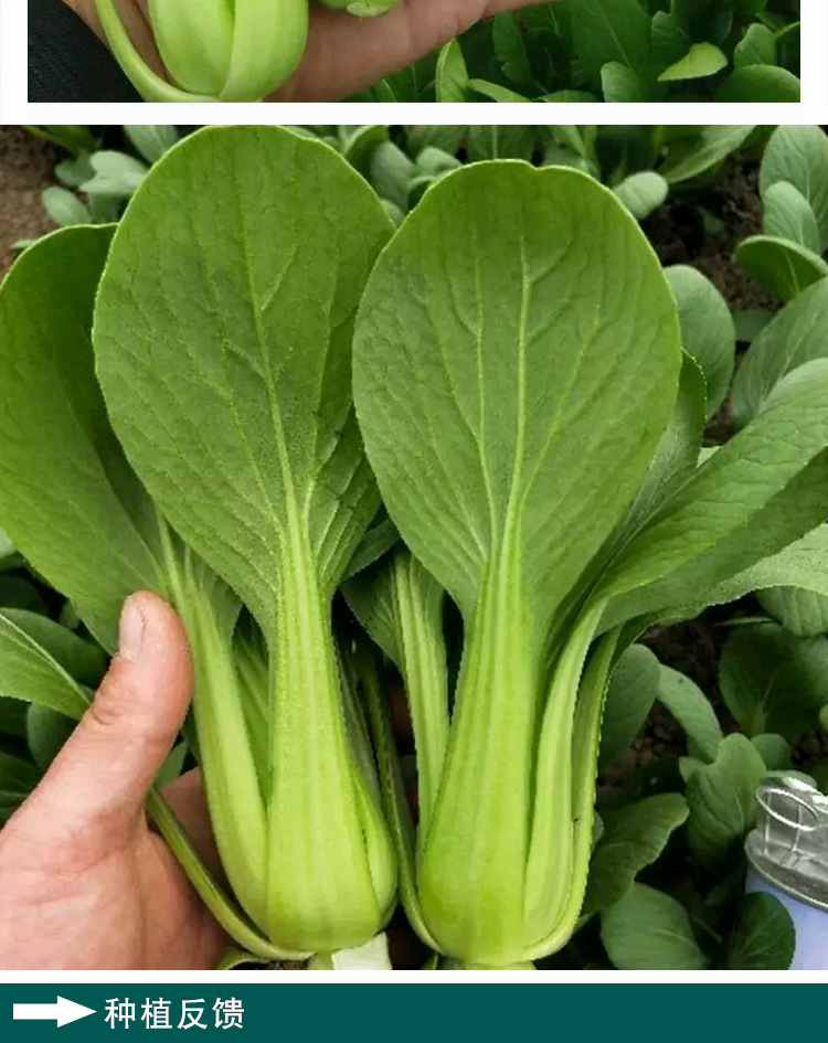 四月慢油菜种子 农田菜园阳台耐寒纤维少耐抽苔上海青蔬菜籽