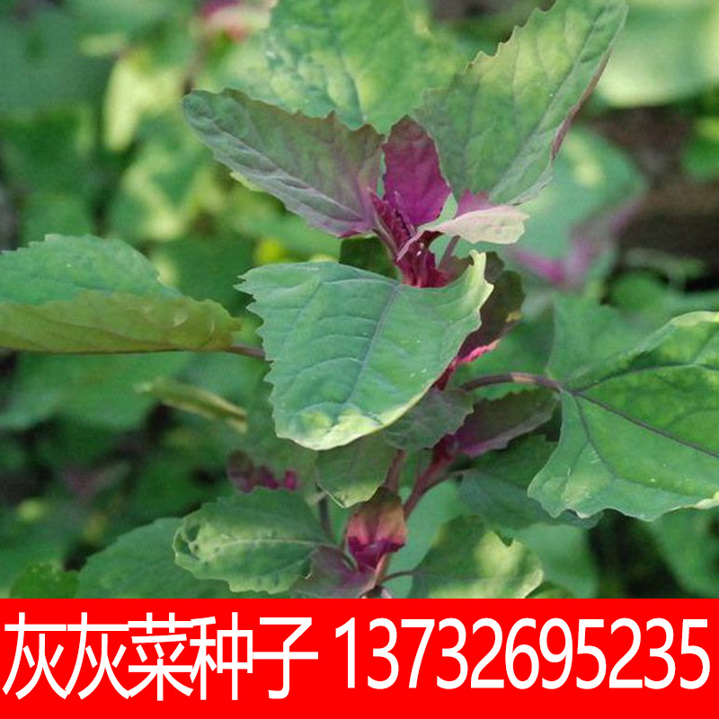 原包装灰灰菜种子批发野生养生丰产野菜种子阳台庭院盆栽