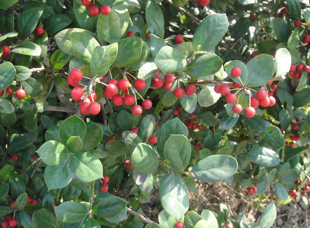 无刺枸骨 冬青 杭州萧山基地直销 园林庭院绿化