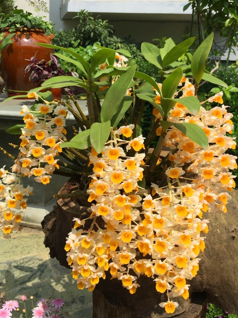 球花石斛苗黄花石斛长绿石斛花卉绿植盆栽盆景吊兰花洋兰球形易活