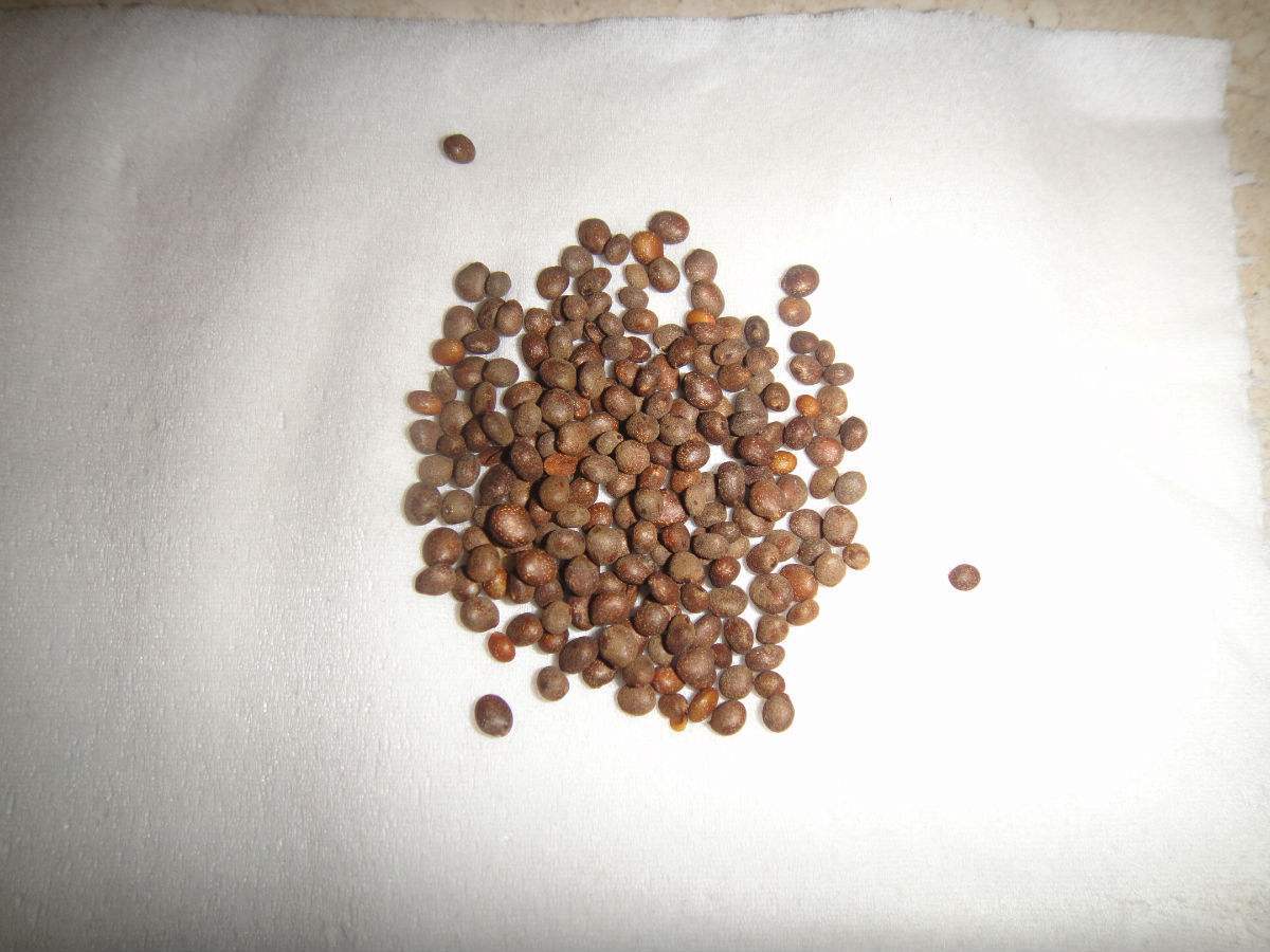 重瓣凤仙花种子 指甲花四季易活茶花凤仙盆栽花草花卉种籽