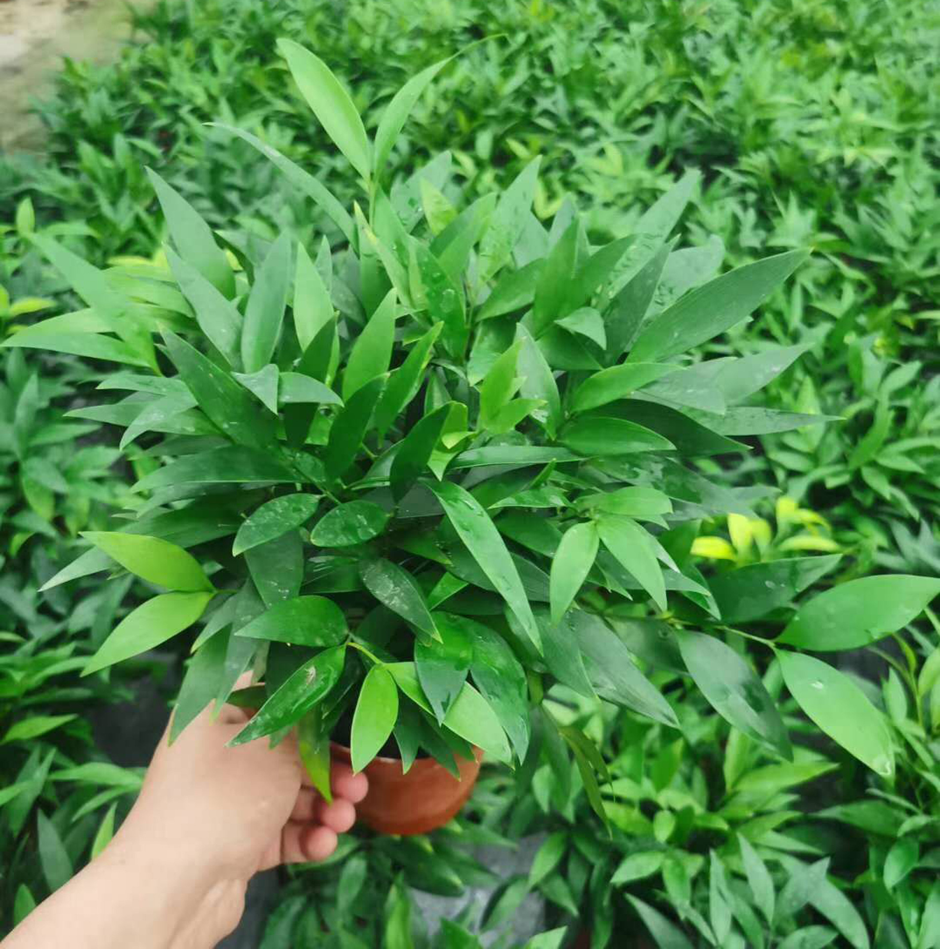 基地直供观叶植物花卉小盆栽家居绿植盆栽花卉110竹柏