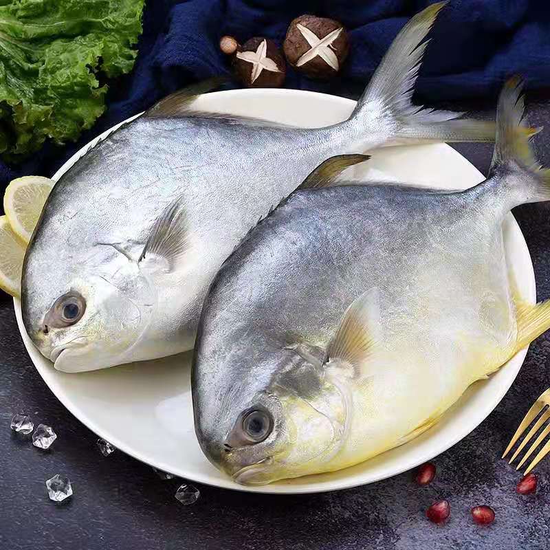 金鲳鱼新鲜野生海鱼冷冻鲳鱼平鱼海鲜水产金昌鱼鲜活批发一条500g