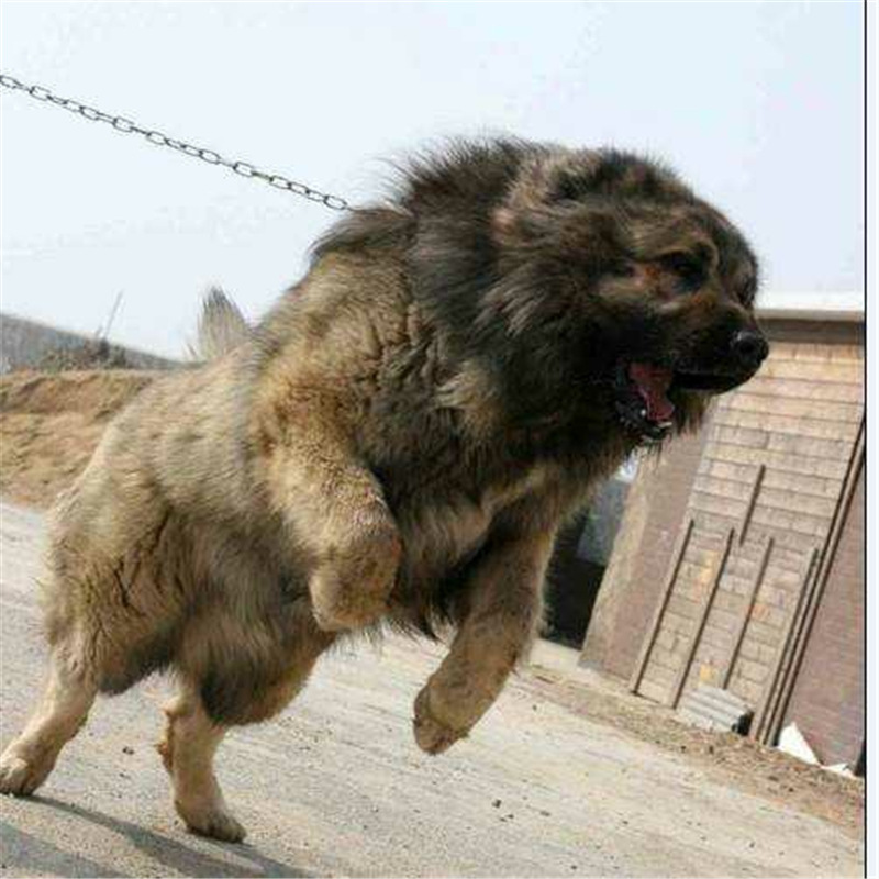 俄罗斯高加索犬幼犬巨型熊版纯种活体狩猎玩赏看家护卫引进大型犬