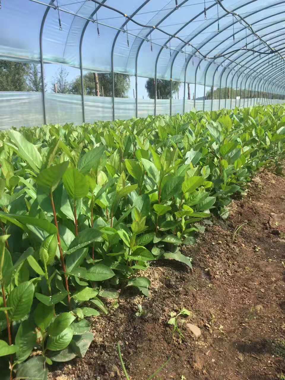 东北产地直销经济作物美国黑果腺肋花楸不老梅小苗价格优惠